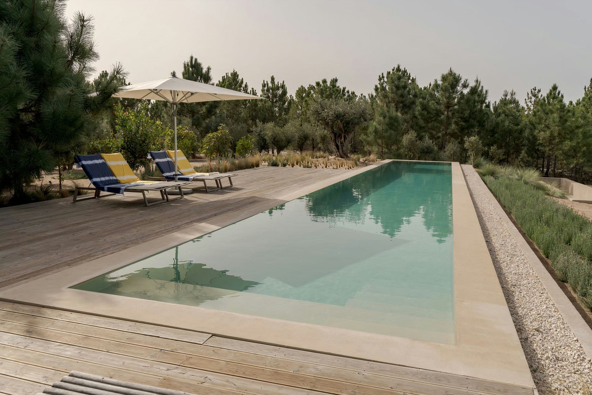 Long swimming pool with a timber deck and loungers among the pines at Mighty Pine, Alentejo