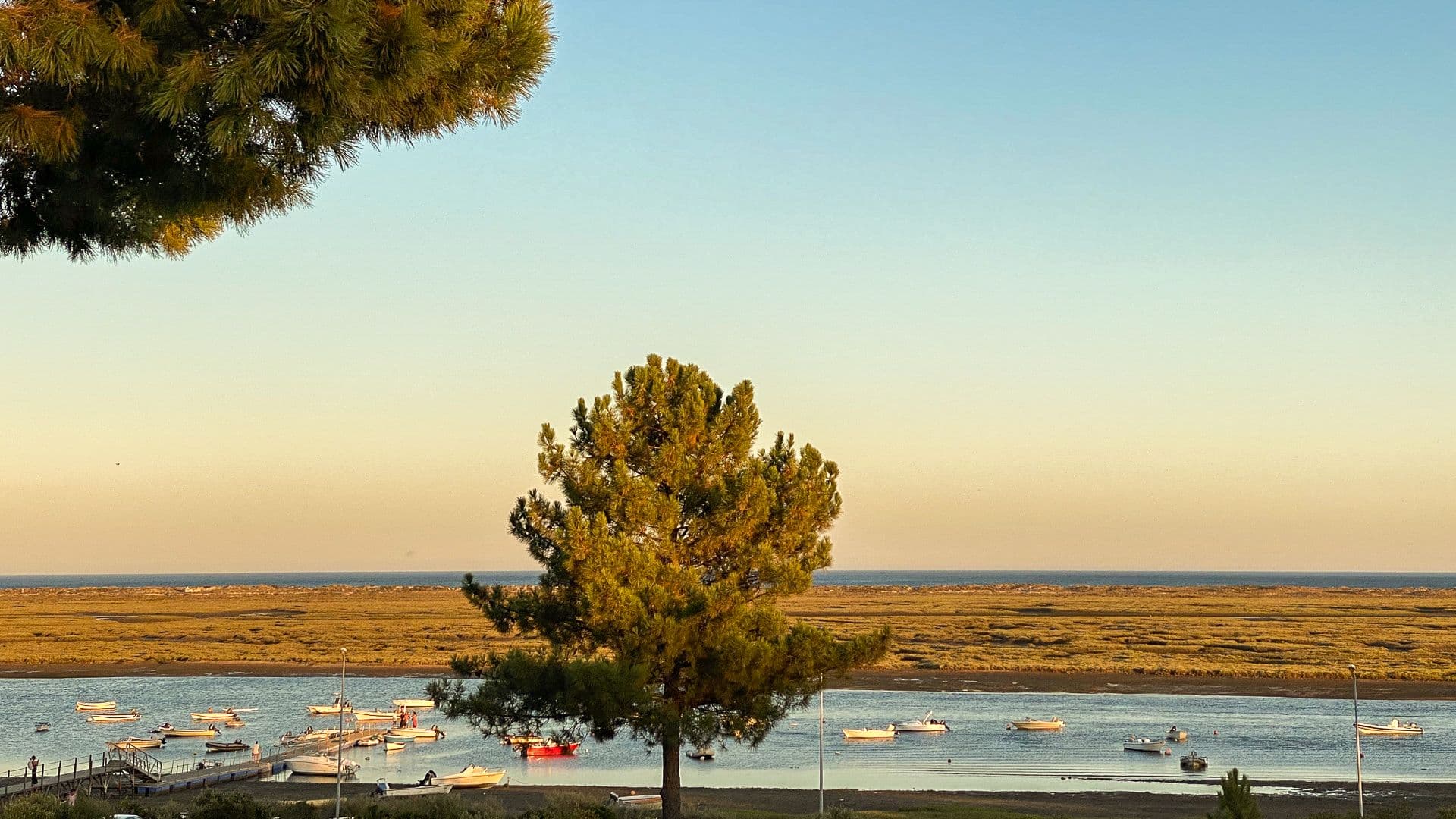 Sunset over the Ria Formosa lagoon with a lone pine tree silhouette