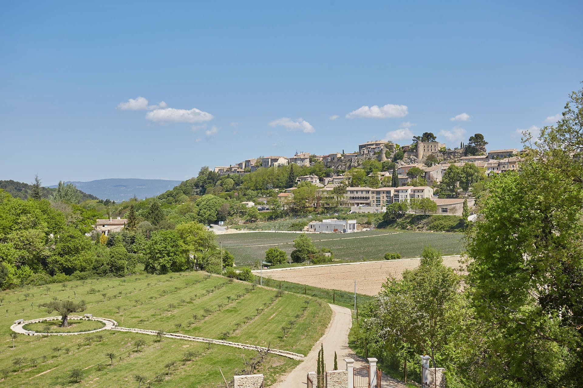 View from A Glass of Champagne across olive groves and a lavender field to a hilltop Luberon village in Provence
