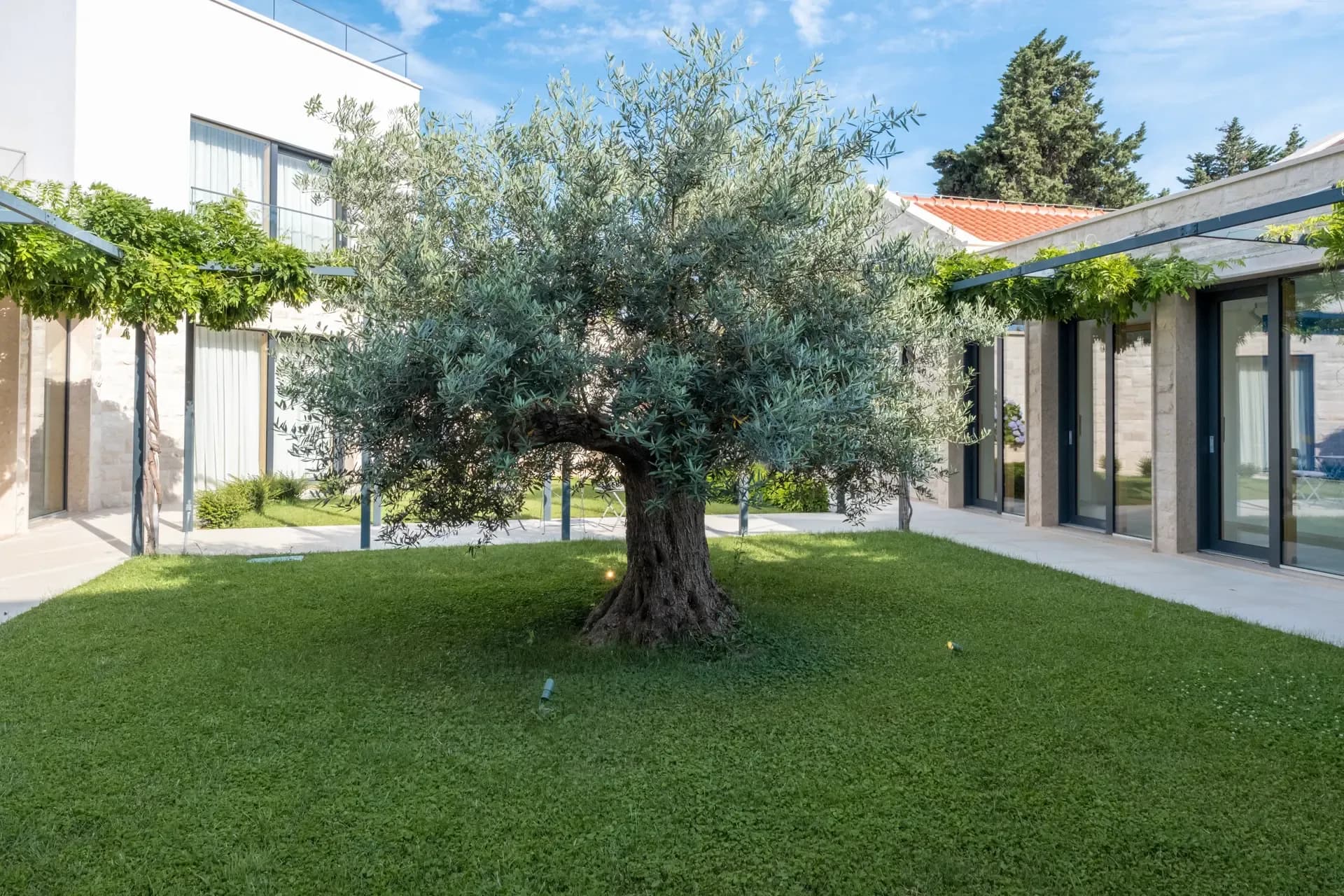 A mature olive tree at the centre of Highland Avenue's stone courtyard.
