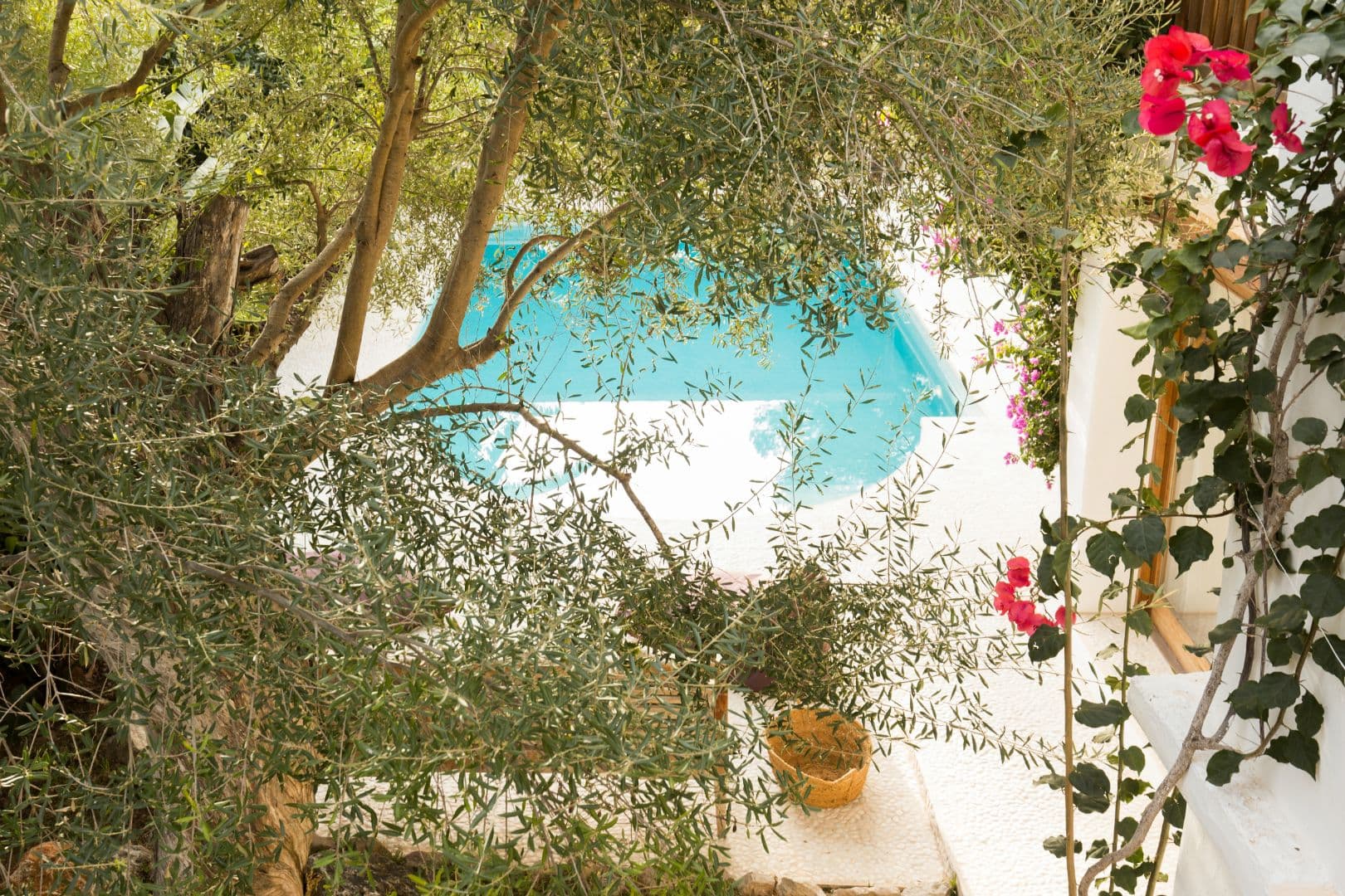Pool glimpsed through olive trees and flowering bougainvillea