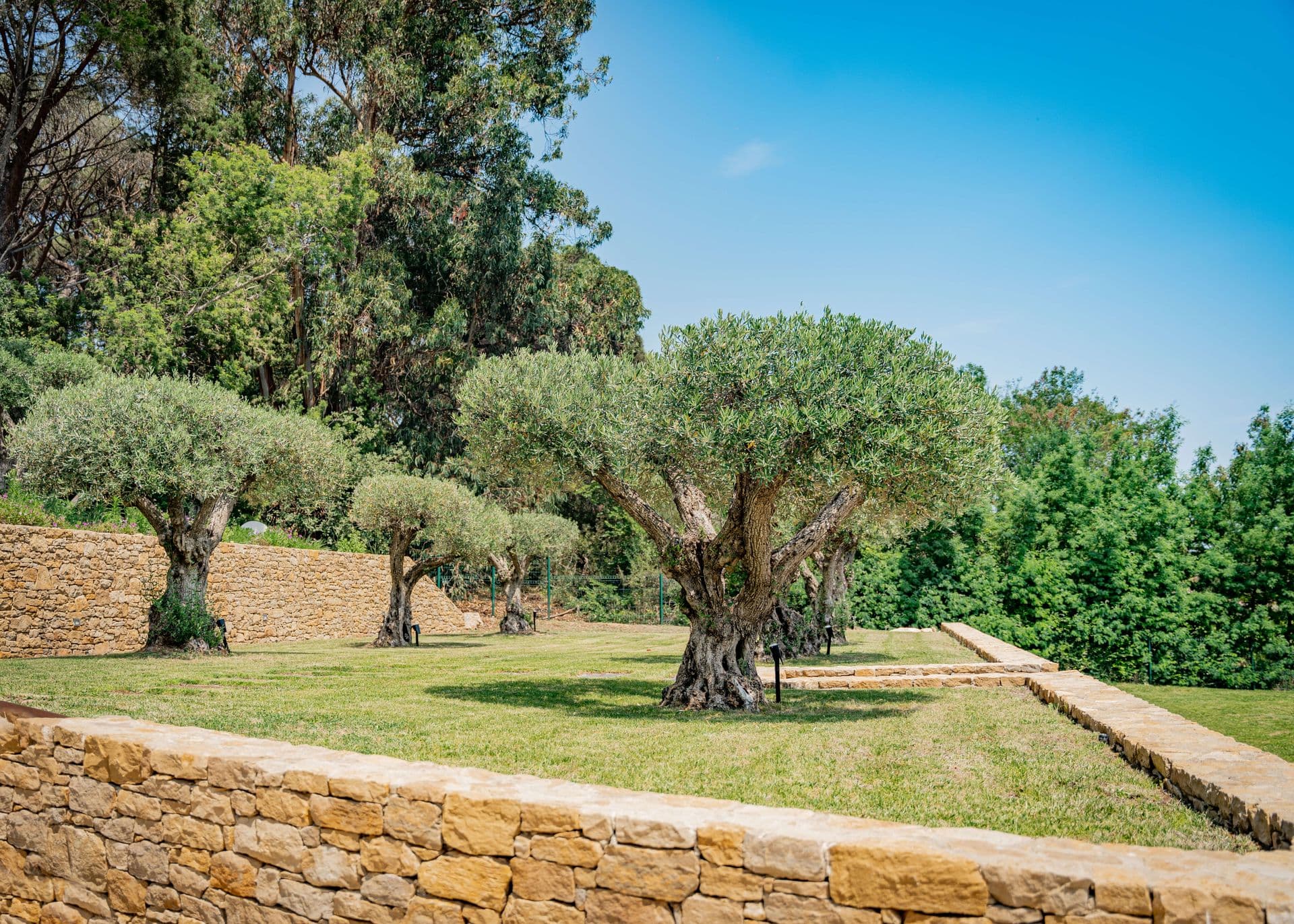 Mature olive trees framed by a dry stone wall in the garden.