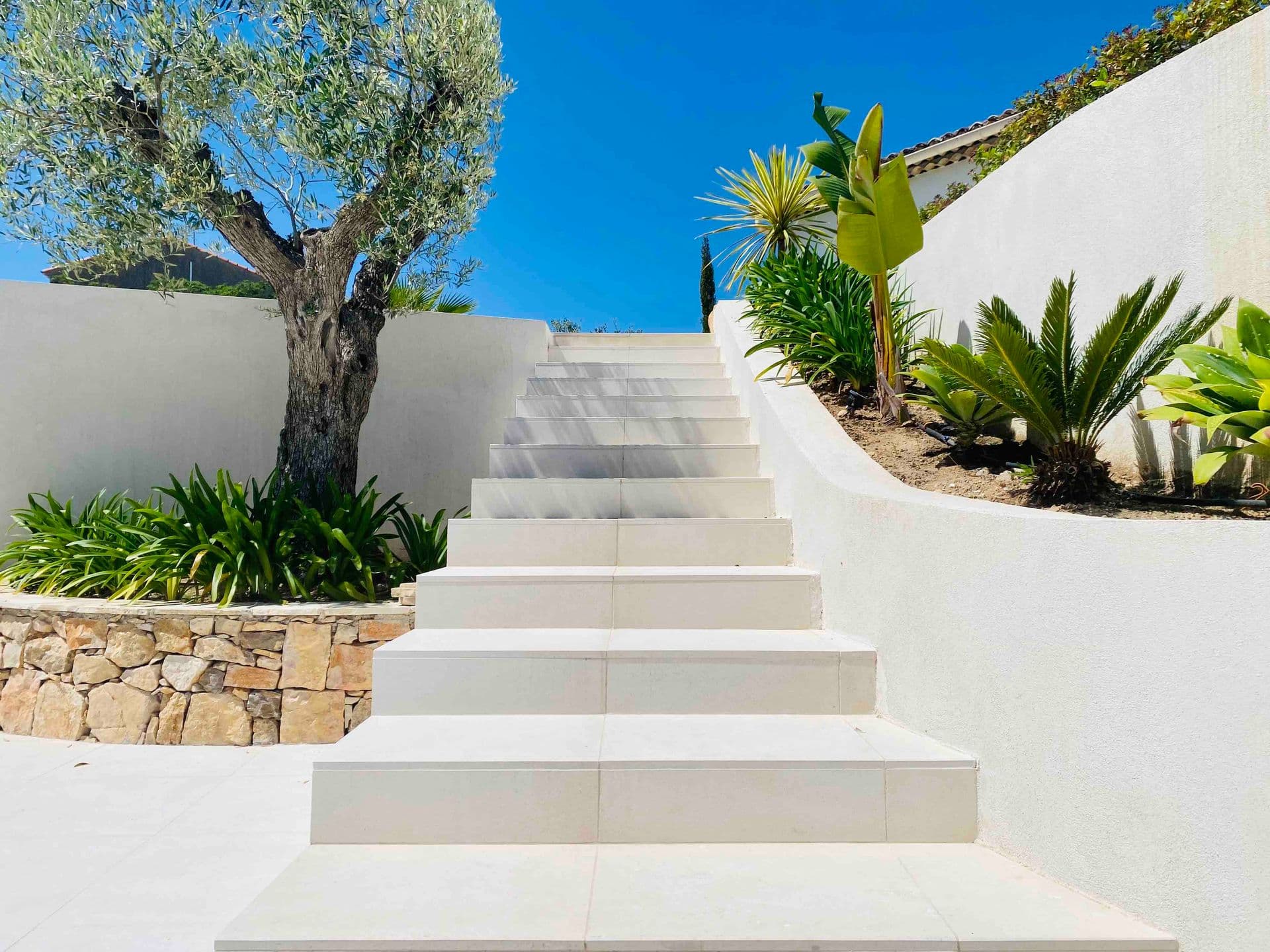 Stone garden steps beside an olive tree and manicured planting